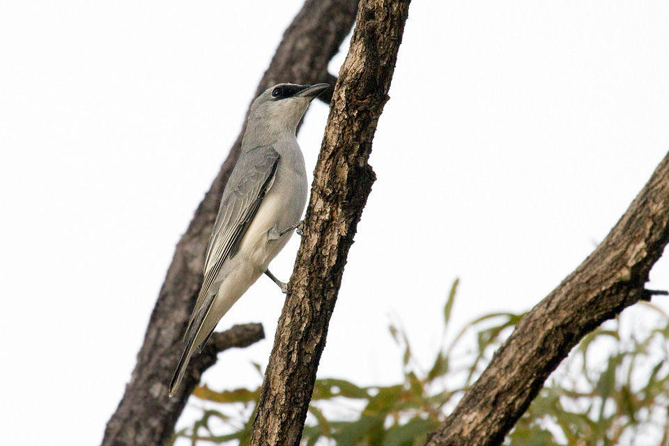 White-bellied Cuckoo-shrike (Coracina papuensis)